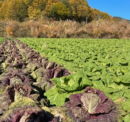 「希少種・紫白菜」で「キムチを作りました」 応援購入終了までのこりわずか！