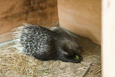 小屋で落ち着くヤマアラシ