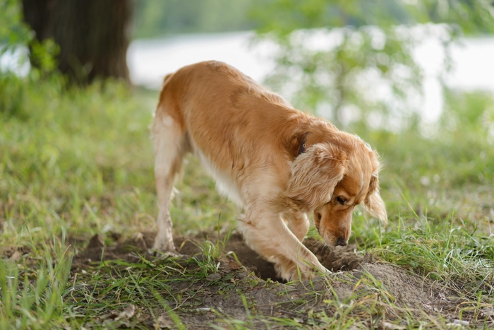 犬が草を食べていると「おかしいのかな?」と心配される方もいらっしゃるかと思いますが、犬にとって草を食べる行為は正常な行為です。
