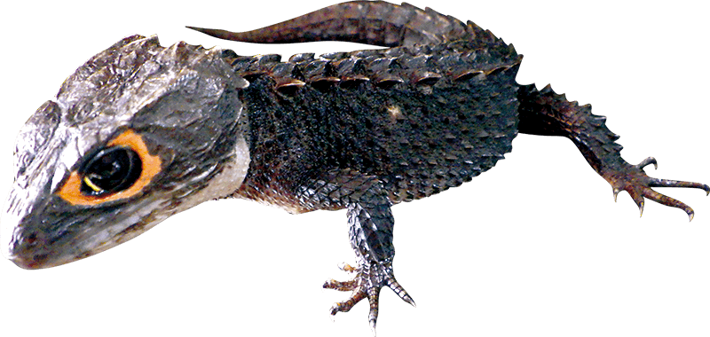 アカメカブトトカゲ