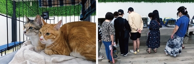 譲渡会への積極的な協力