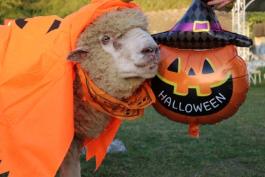 淡路島でハロウィンイベント開催！ 仮装した動物との写真撮影や、ハロウィンクラフトが楽しめる♪