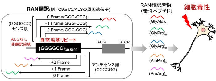 神経変性疾患に関わる異常なタンパク質合成を制御する仕組みを解明　－異常なタンパク質合成の仕組みに迫り、新たな治療戦略の可能性を提示－