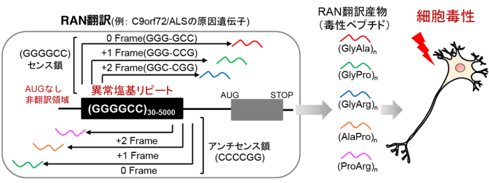図1 RAN翻訳の概略図 タンパク質が合成されないと考えられていた遺伝子領域から、さまざまなタンパク質が作られ、それらが細胞毒性を示す。