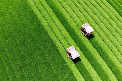 鹿児島県志布志市にある「鹿児島堀口製茶 / 和香園」の茶畑