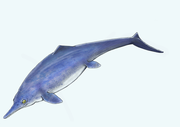 成羽の魚竜イメージイラスト（提供：碇京子学芸員）