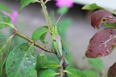 「ムシ」をテーマに親子で自然環境や生物多様性について学ぶ～栃木県塩谷町「ヒトとムシの楽園プロジェクト」～