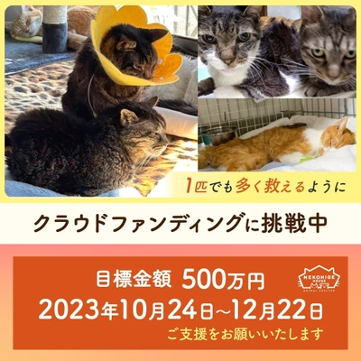 埼玉の保護猫シェルター「ねこひげハウス」 新シェルターへの引越しと保護活動維持のため クラウドファンディングを開始