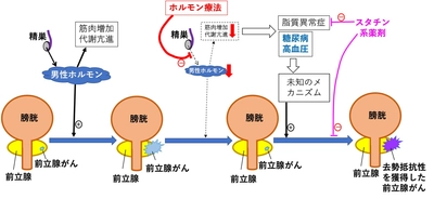 前立腺がんの予後を左右する因子の同定に成功　ホルモン療法の抗がん作用長期化への応用にも期待