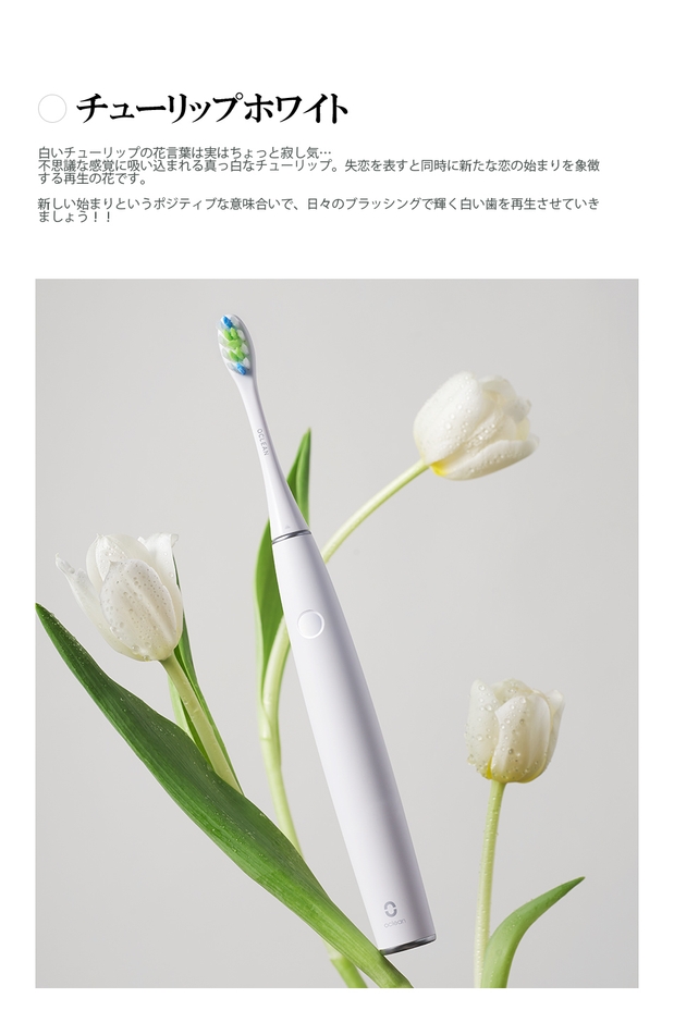 チューリップホワイト