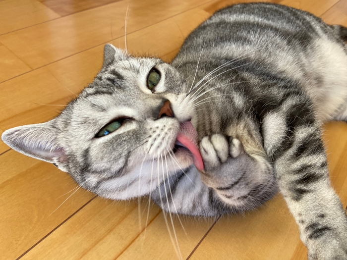 お泊り猫の様子(14)