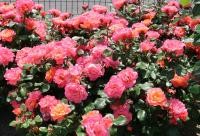 【ばらのまち福山】あなたの1票で新しい"ばら"の愛称が決まる！世界バラ会議大会記念ばら・福山市長賞受賞ばらの愛称の一般投票受付中