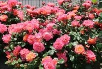 【ばらのまち福山】あなたの1票で新しい"ばら"の愛称が決まる！世界バラ会議大会記念ばら・福山市長賞受賞ばらの愛称の一般投票受付中