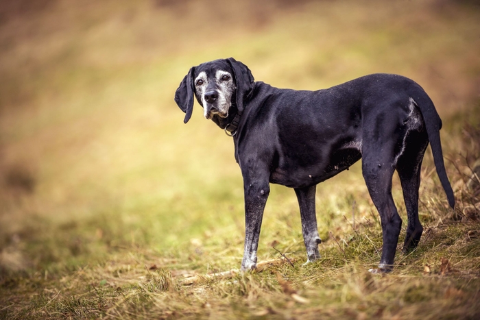 シニア犬とお散歩に行く際の注意点をそれぞれ解説します！