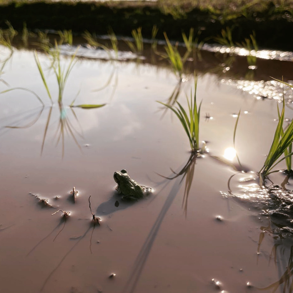 自然豊かな愛荘町(旧:秦荘町)