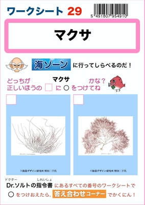 Photo_07 「ワークシート」例)マクサ ※ワークシートに載っている海の中での姿(生き物としての姿)のどちらが正解か、標本・模型で調べて回答します。