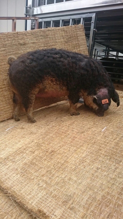 マンガリッツァ豚　初導入時