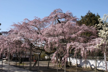 桜の名所　京都 醍醐寺で特別なお花見　 拝観時間前の特別入場＆お花見＆朝がゆ朝食プラン登場