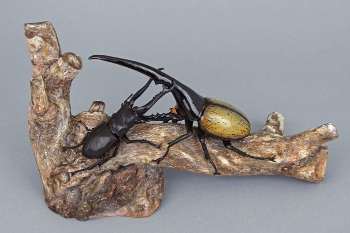 【2024年】 木彫ヘラクレスオオカブトとギラファノコギリクワガタ