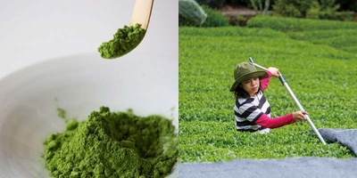 抹茶品種「おくみどり」の一番茶