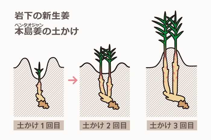 岩下の新生姜(本島姜) 土かけによる成長イメージ