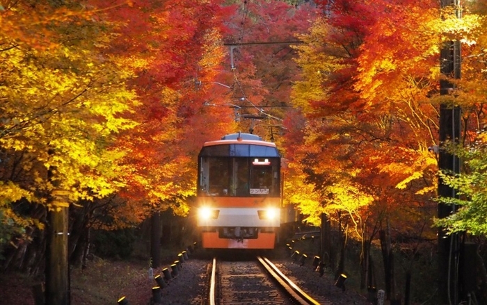 「もみじのトンネル」を走行する展望列車「きらら」