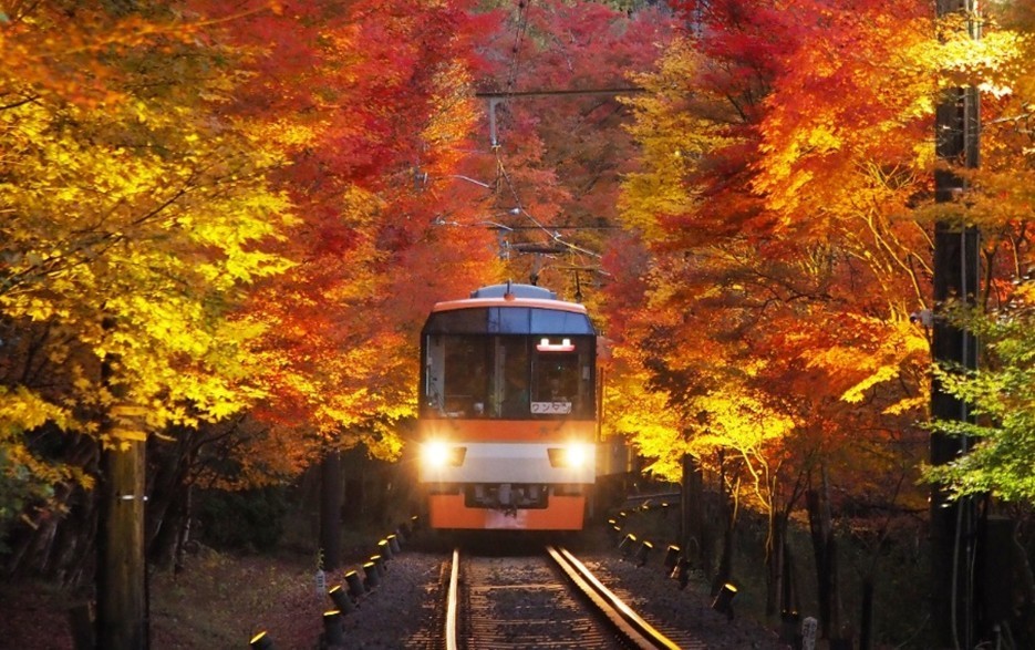 「もみじのトンネル」を走行する展望列車「きらら」