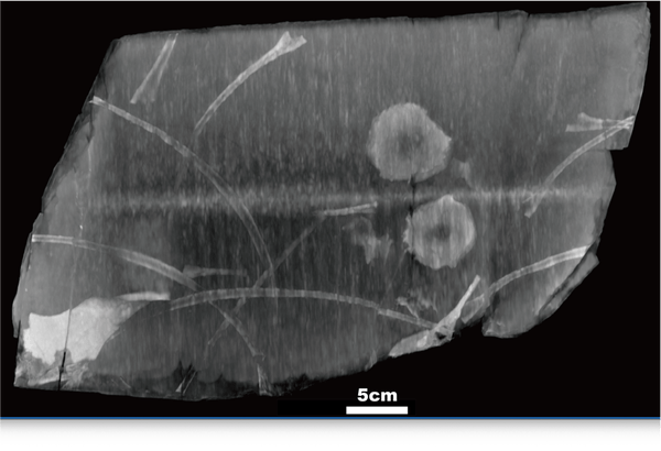 エックス線CTによる化石岩塊の断層画像（提供：福井県立大学・福井大学医学部）