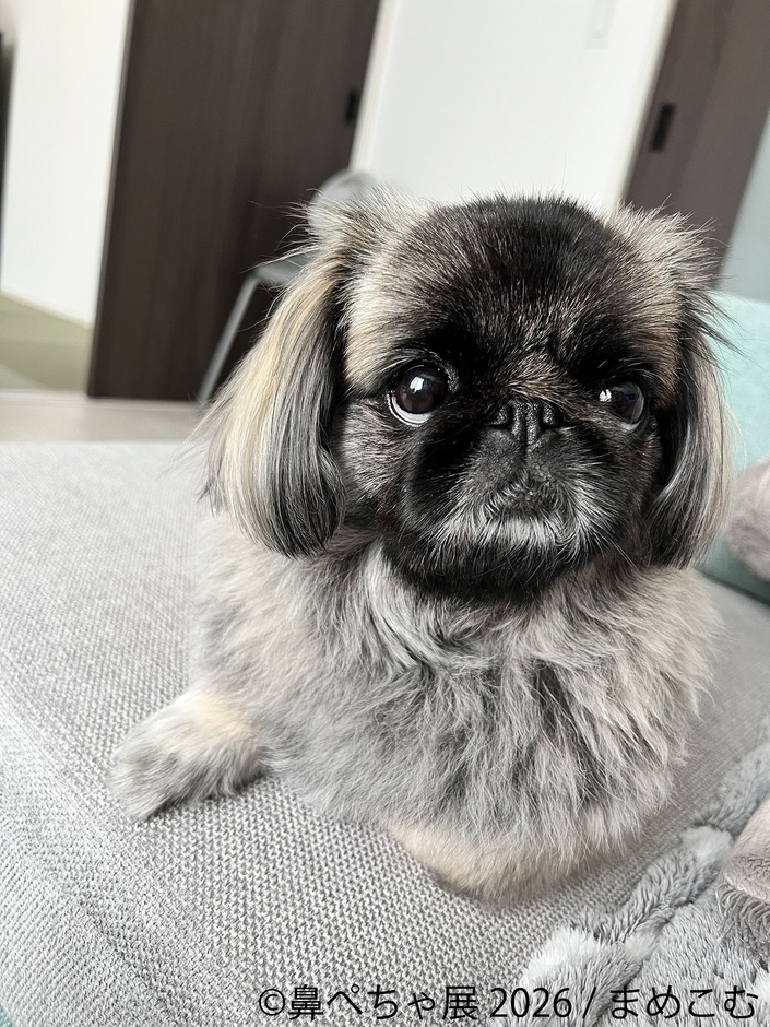 展示作品：まめこむ