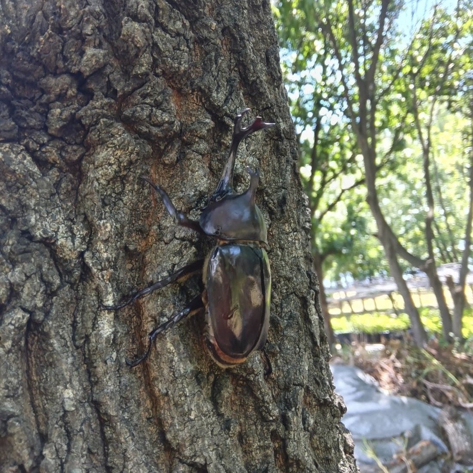 都市部では見かける機会が少なくなったカブトムシも生息(2025年7月撮影)