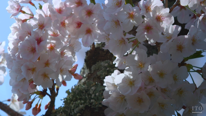 桜