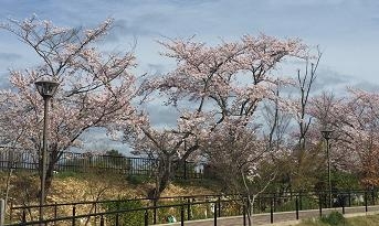 校内から見たあやめ上池水辺遊歩道（昨年）