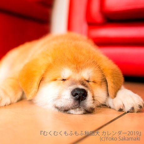 むくむくもふもふ 秋田犬 カレンダー 2019(7月写真のみ)