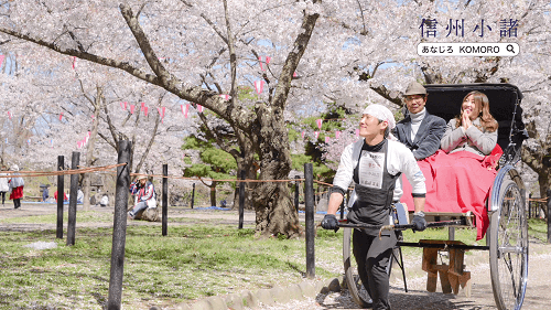 さくら名所100選にも指定される懐古園