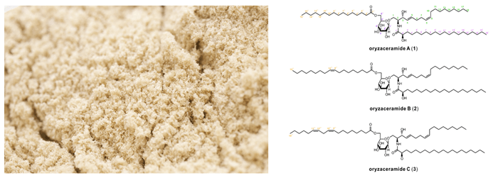 米糠（左）と、米糠から発見した新規のアシル化グルコシルセラミド3種の化学構造（右）
