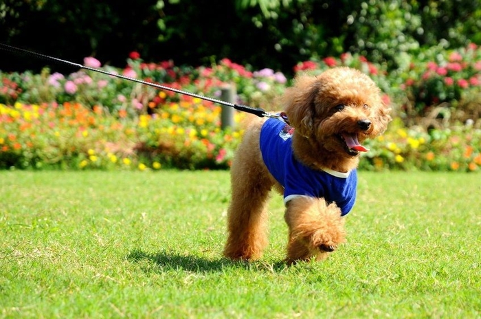 花粉症のリリース　犬