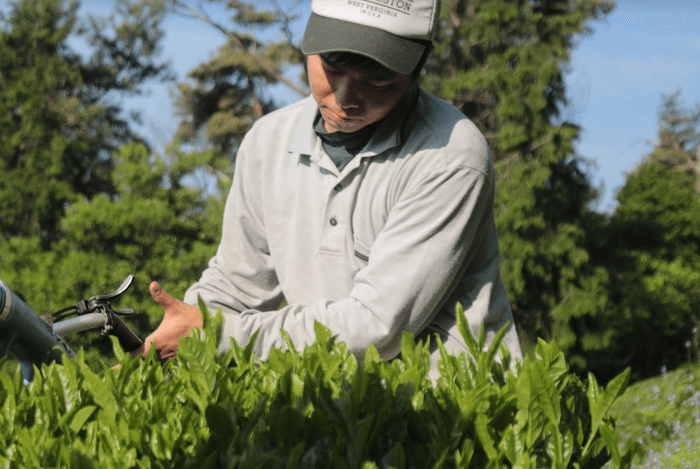 茶の栽培から販売まで