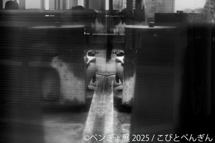 ペンギン 展示作品：こびとぺんぎん