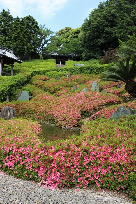 林昌寺重森三玲の庭サツキ(5月)