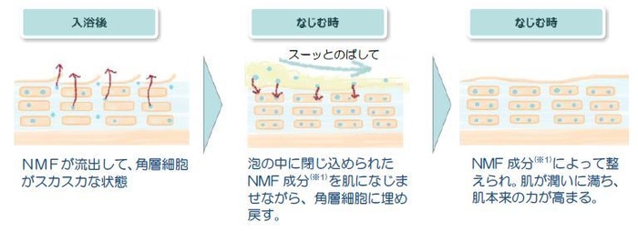 NMF成分浸透肌図イメージ