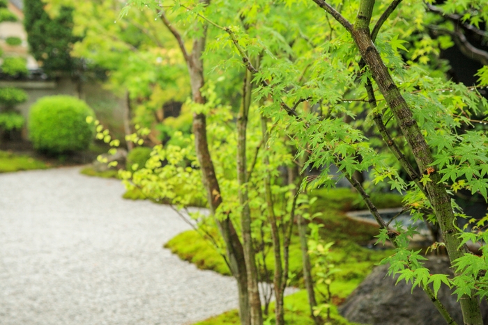 敷地内の日本庭園