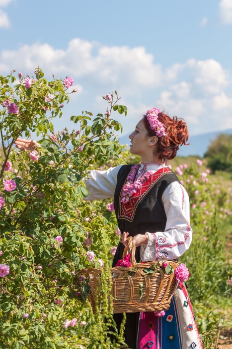 ブルガリア薔薇の谷