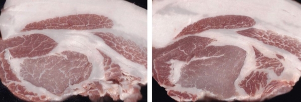 アミノ酸比率法で肥育した三元豚(左)、通常配合飼料で肥育した三元豚(右)(写真提供:独立行政法人家畜改良センター)