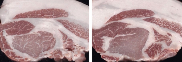 アミノ酸比率法で肥育した三元豚(左)、通常配合飼料で肥育した三元豚(右)(写真提供:独立行政法人家畜改良センター)