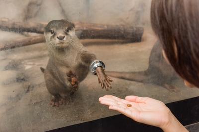 コツメカワウソ