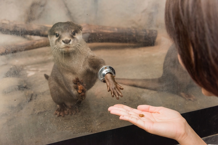 コツメカワウソ