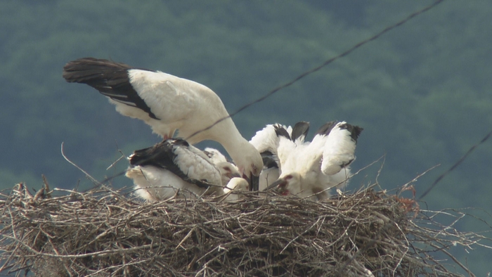 コウノトリひなに足環 想定外の攻防が(6/3 OA分)