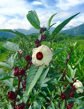 ローゼルの花とガク