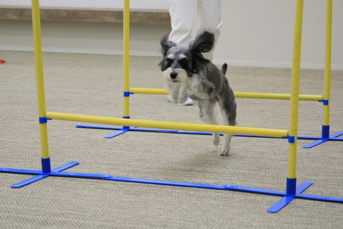 館内にはわんちゃんの遊び場も