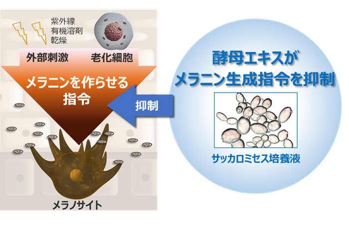 酵母エキスがメラニン生成指令を抑制するイメージ